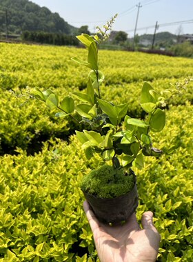 红花继木金森女贞红叶石楠树苗冬青苗庭院小区绿化苗篱笆墙苗包邮