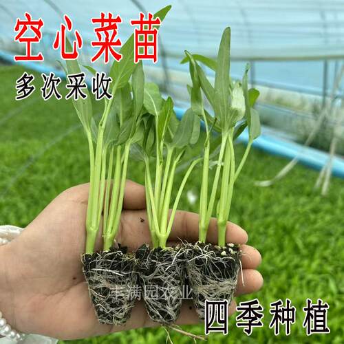 正品三叉柳空心菜叶苗带根原土