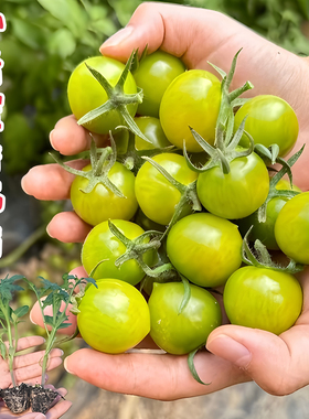 绿色小番茄青口蜜苗西红柿樱桃番茄圣女果秧阳台盆栽庭院口感甜脆