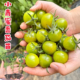 绿色小番茄青口蜜苗西红柿樱桃番茄圣女果秧阳台盆栽庭院口感甜脆