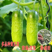 高产黄瓜苗阳台盆栽玉女满地爬荷兰水果黄瓜秧苗春季 绿肉长黄瓜秧