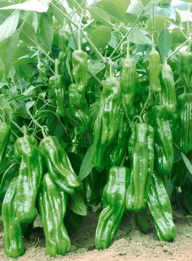 高产辣椒苗薄皮青椒苗螺丝椒朝天椒甜椒美人椒秧苗长线椒小米椒苗