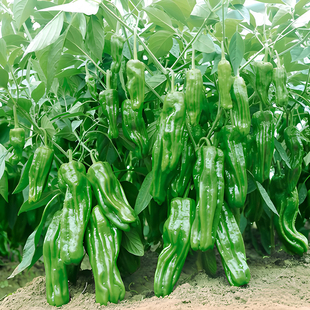 高产辣椒苗薄皮青椒苗螺丝椒朝天椒甜椒美人椒秧苗长线椒小米椒苗