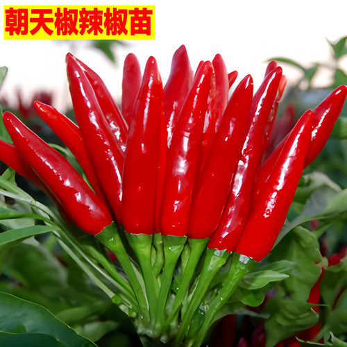 朝天椒苗指天椒辣椒苗小米椒杭椒