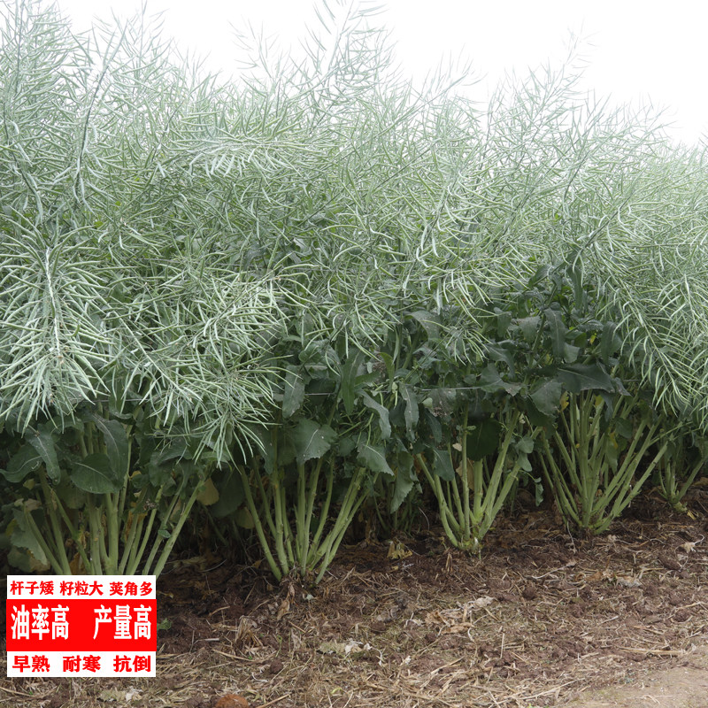 杂交油菜种子正品矮杆高产油菜籽种抗寒抗倒伏早熟榨油油菜花种子