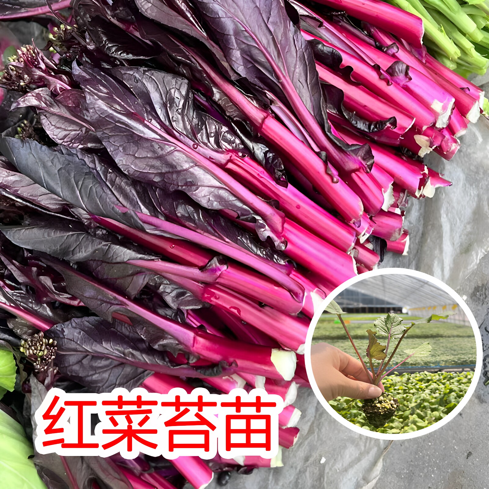 红菜苔菜苗四季种植高产早熟红菜薹种子耐寒耐热秋冬蔬菜秧苗种籽