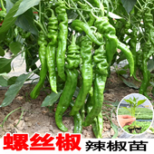 正品 阳台庭院穴盘辣椒幼苗 螺丝椒秧苗高产香辣大果螺丝椒种苗四季