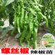 正品 阳台庭院穴盘辣椒幼苗 螺丝椒秧苗高产香辣大果螺丝椒种苗四季