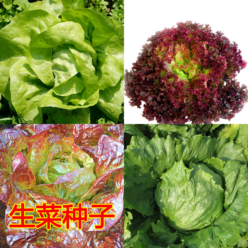 四季蔬菜种子美国结球生菜籽香港软尾奶油生菜阳台盆栽庭院易种植