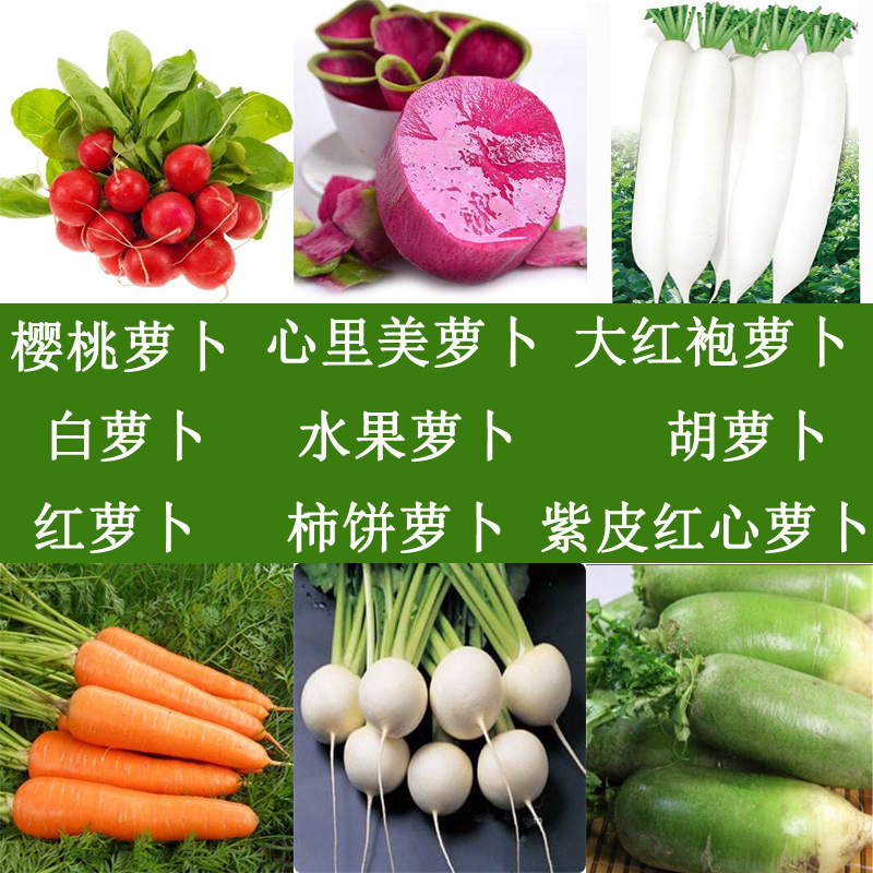 四季小水果春秋阳台种植樱桃萝卜