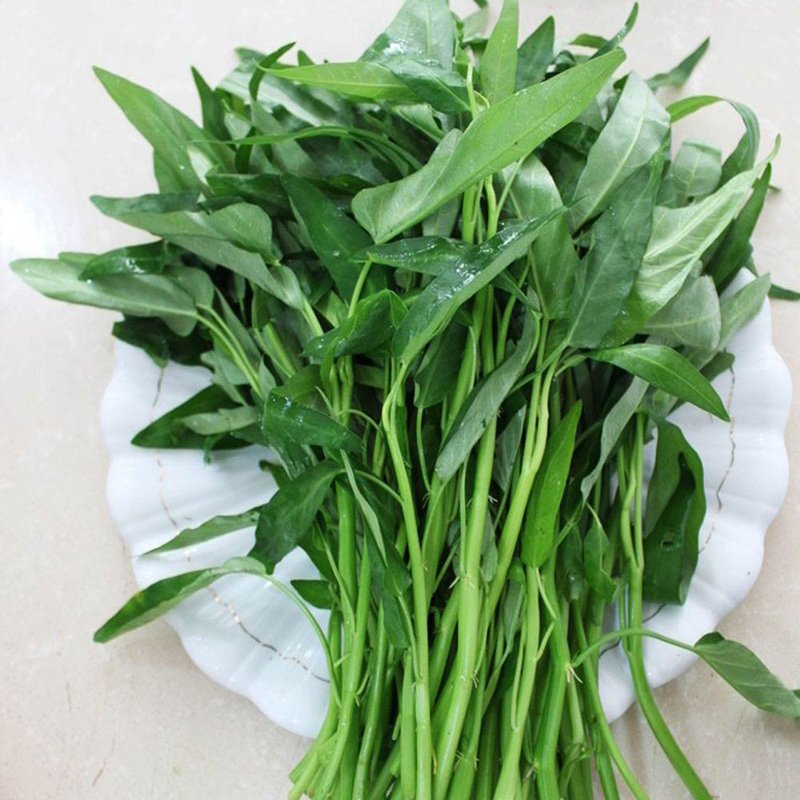 农家四季庭院阳台盆栽柳叶空心菜