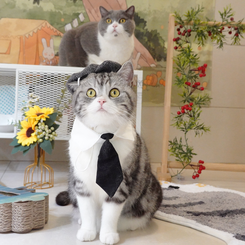 搞怪宠物猫咪帽子绅士帽贝雷帽领带浴血黑帮帅气cosplay拍照道具