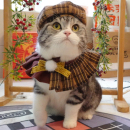 扮 猫咪八角帽子围脖圣诞节服饰可爱英伦风宠物项圈围兜狗狗圣诞装