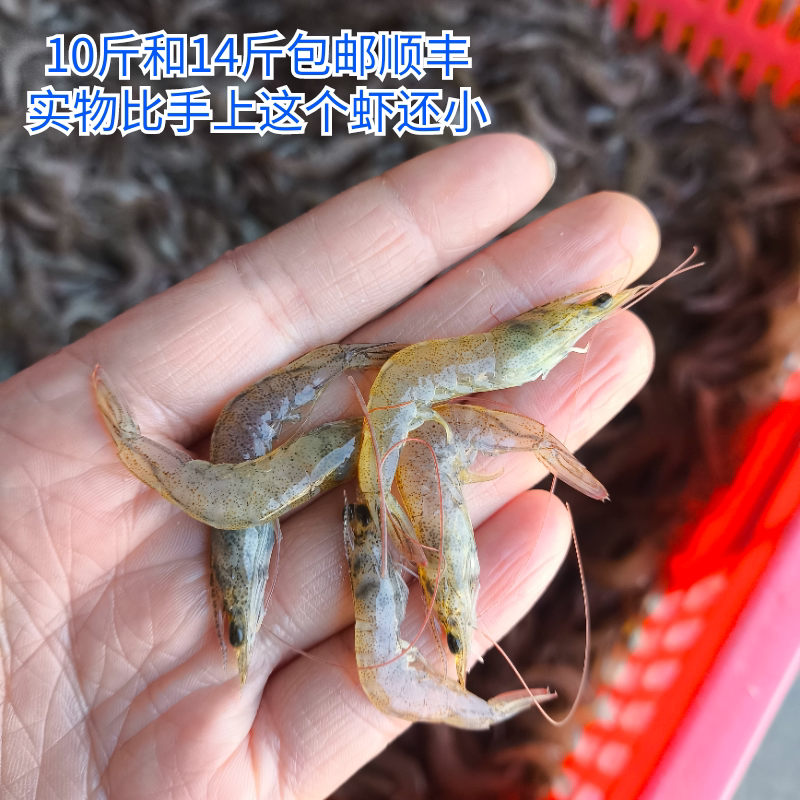 现货淡水特小虾米淡水养殖南美白对虾鲜速冻新虾顺丰10斤16斤包邮