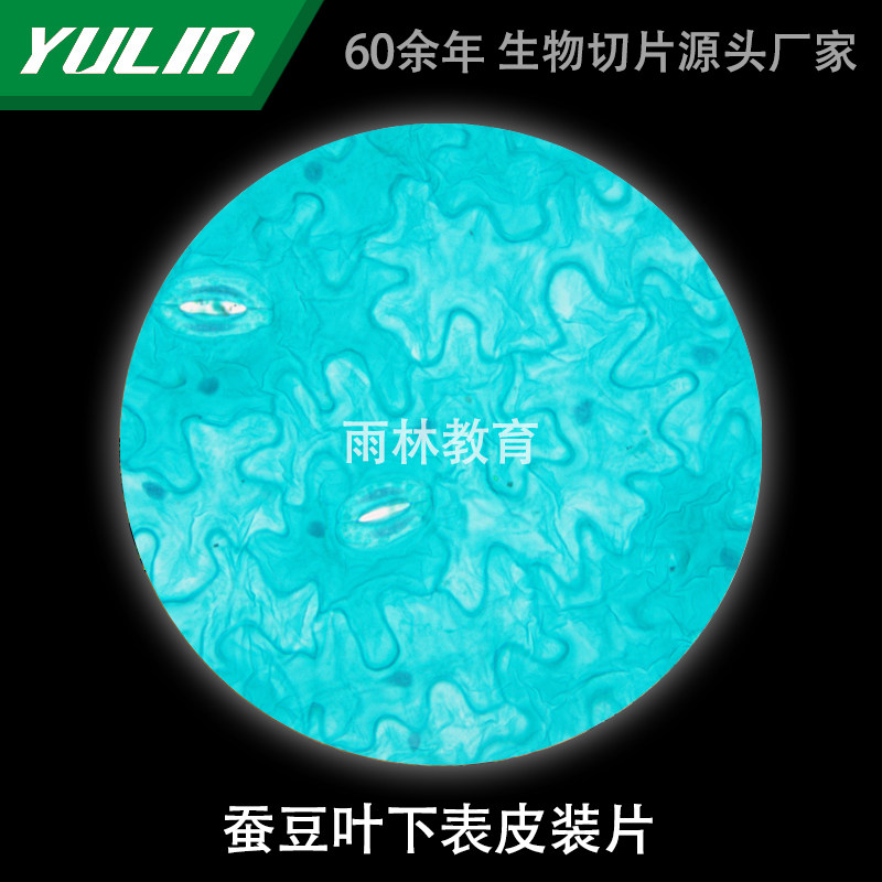 蚕豆叶下表皮生物显微镜标本切片动物植物细胞载玻片观察实验高校