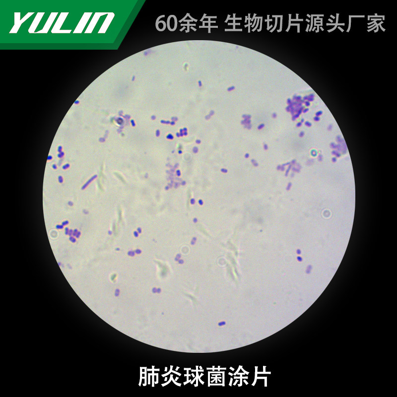 肺炎球菌涂片生物切片实验室研究显微镜玻片高校教学微生物科研