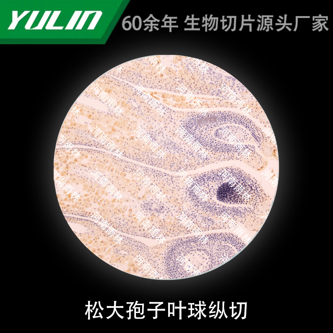 松大孢子叶球纵切生物实验玻片雨林生产切片标本高等院校教学科普