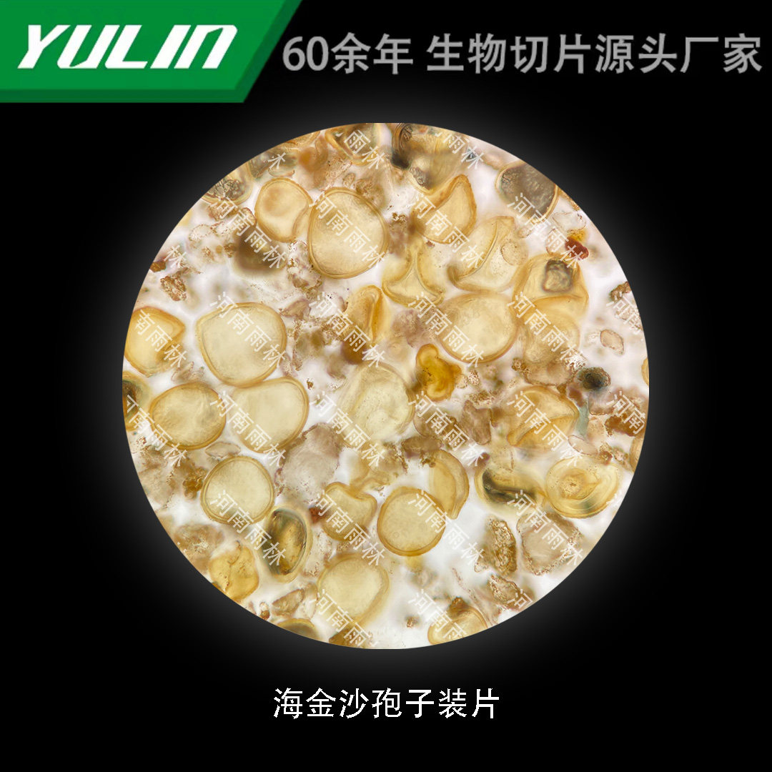 海金沙孢子装片生物显微镜标本切片动植物细胞载玻片观察实验高校