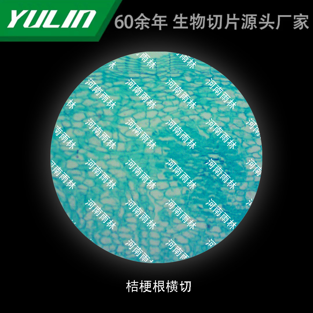 桔梗根横切生物显微镜标本切片动物植物细胞载玻片观察实验高校