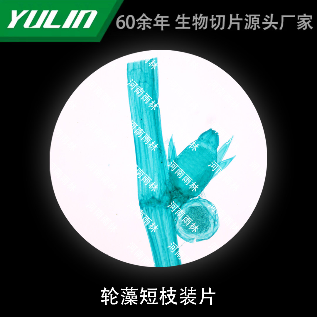 轮藻短枝装片生物显微镜标本动物植物细胞载玻片观察实验高校