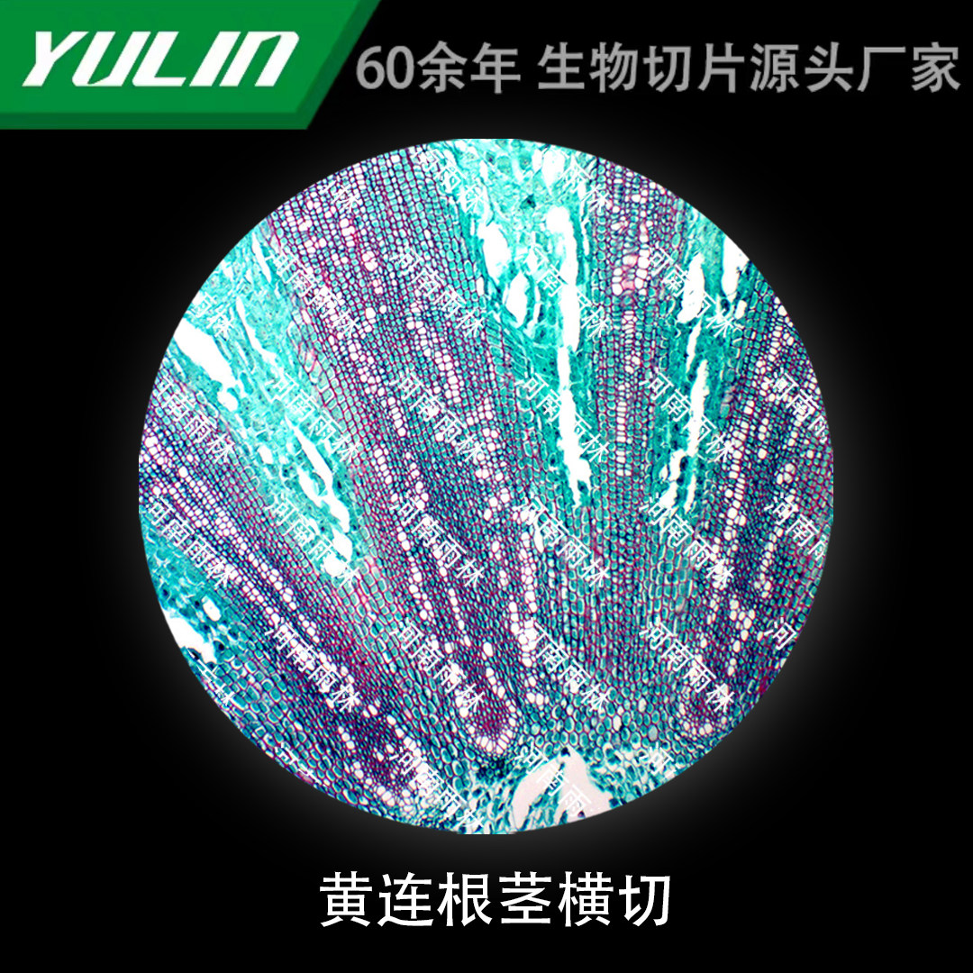 黄连根茎横切微生物标本显微镜生物切片高校教学实验仪器科研玻片