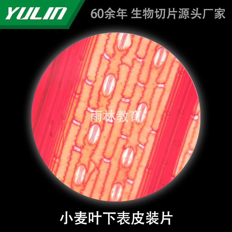 小麦叶下表皮装片生物显微镜标本切片动物植物细胞载玻片观察实验