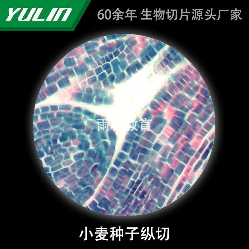 小麦种子纵切生物显微镜标本切片动物植物细胞载玻片观察实验高校