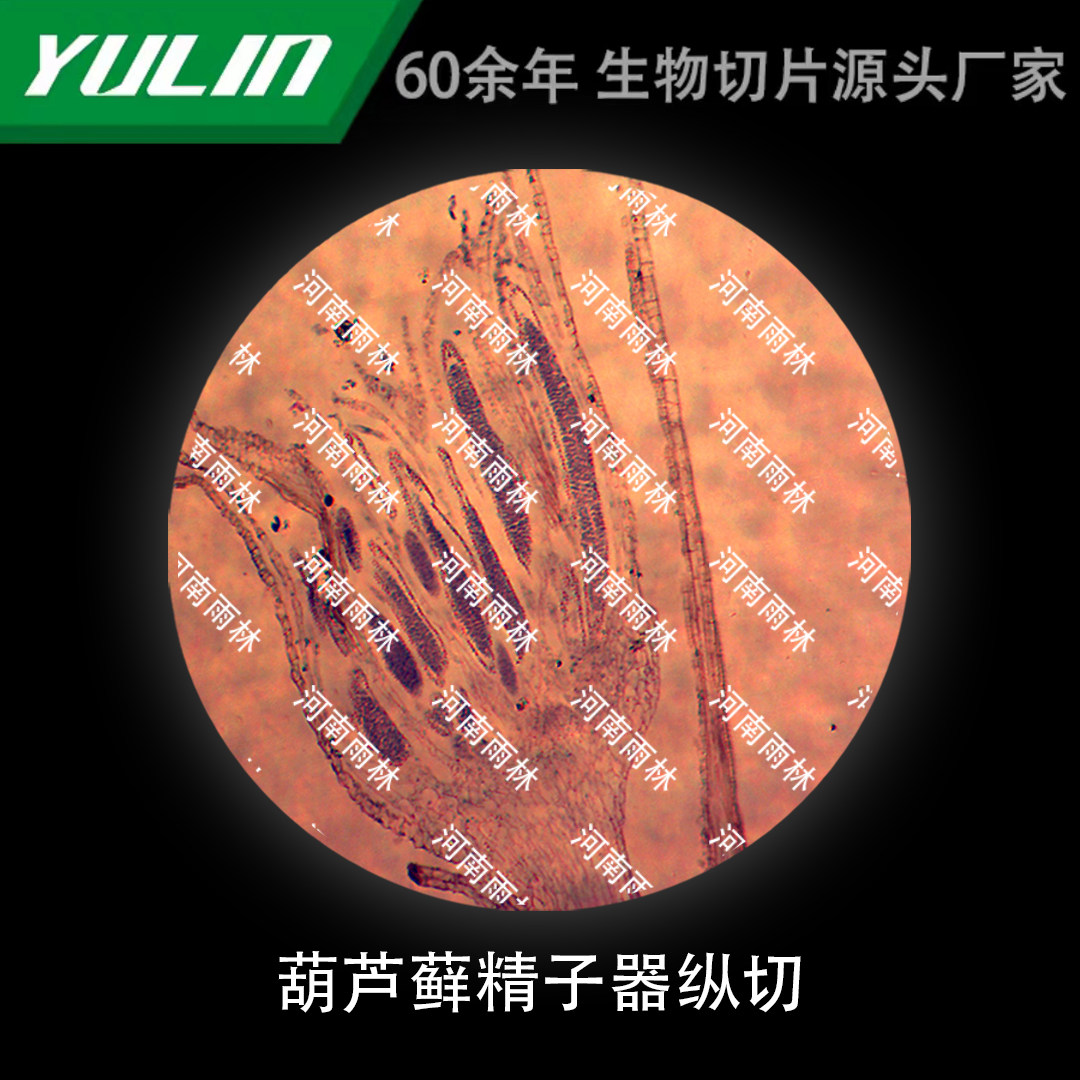 葫芦藓精子器纵切显微镜实验玻片雨林生产切片标本高等院校教学科