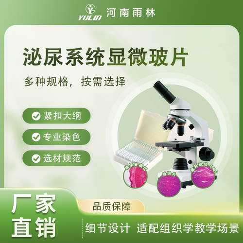 河南雨林泌尿系统显微玻片