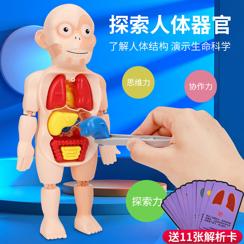 人体结构器官科教模型儿童内脏早教科普玩具益智解剖医学仿真可拆