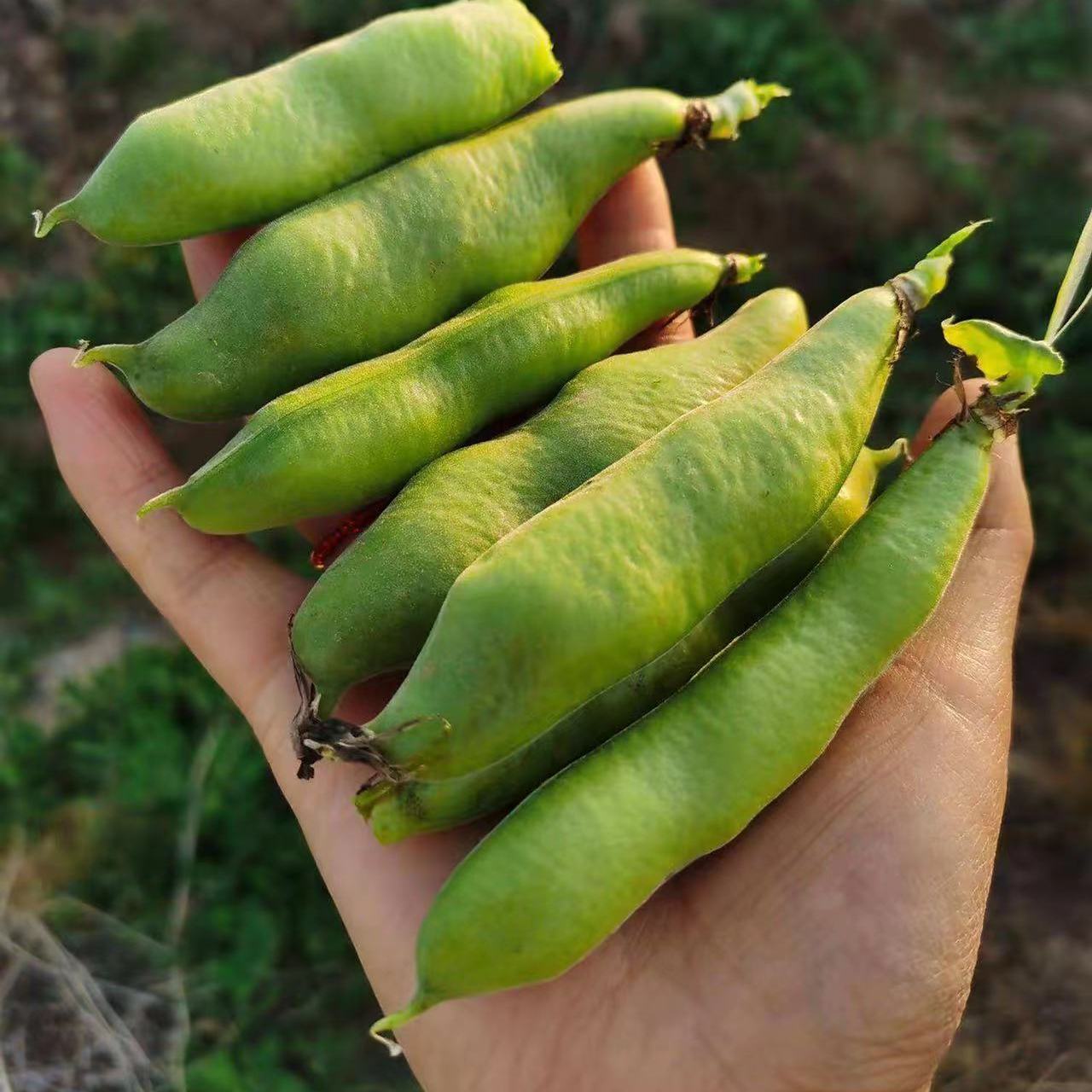 苏北农家菜豆带壳蚕豆胡豆顺丰包邮现摘发货