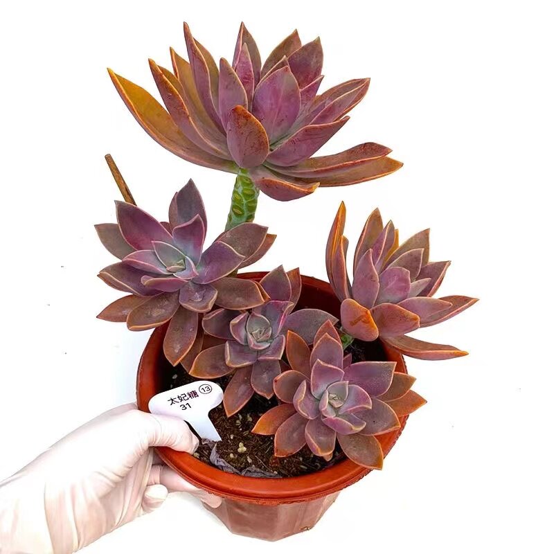 【多肉十八怪】太妃糖稀有多肉植物肉肉盆栽绿植盆栽桃蛋冰玉花卉