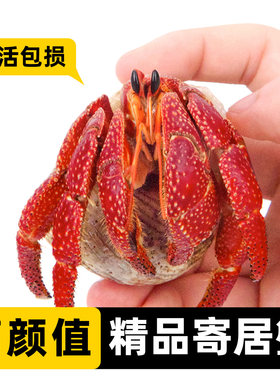 精品高端大号陆生寄居蟹活体～
