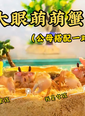 沙蟹饲养套装～套餐大眼呆萌宠螃蟹桌面宠物新手饲养活物雨刷器
