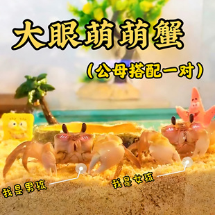 沙蟹饲养套装~套餐大眼呆萌宠螃蟹桌面宠物新手饲养活物雨刷器