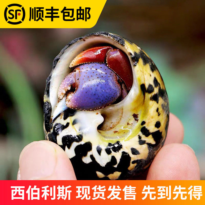 Belize Hermit Crab Australia Ecuador Lazy man pet Dwelling Different pet Thirteen Aquariumin the Pet/Pet food and supplies , Aqua World , Crab  category - from Buy2taobao.com to provide professional Taobao agent buy service