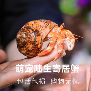 陆生寄居蟹宠物活体~好养易活 桌面萌宠 淡水观赏蟹螃蟹儿童礼物