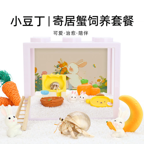 豆丁寄居蟹饲养套装套餐饲养盒