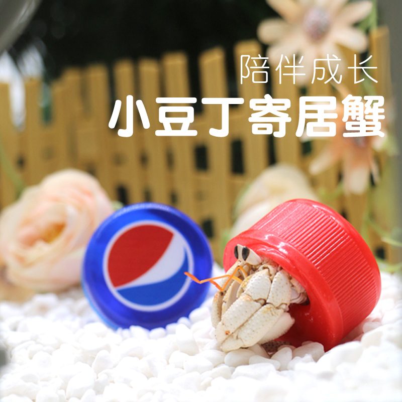 陆生寄居蟹宠物活体～儿童礼物