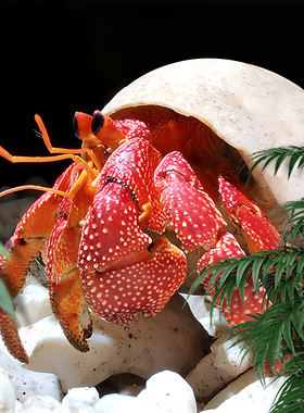 萌宠陆生寄居蟹活体～好养易活 桌面萌宠 淡水观赏蟹螃蟹儿童礼物