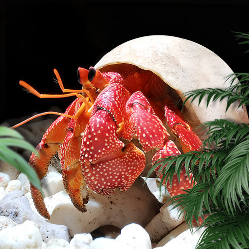 萌宠陆生寄居蟹活体～好养易活