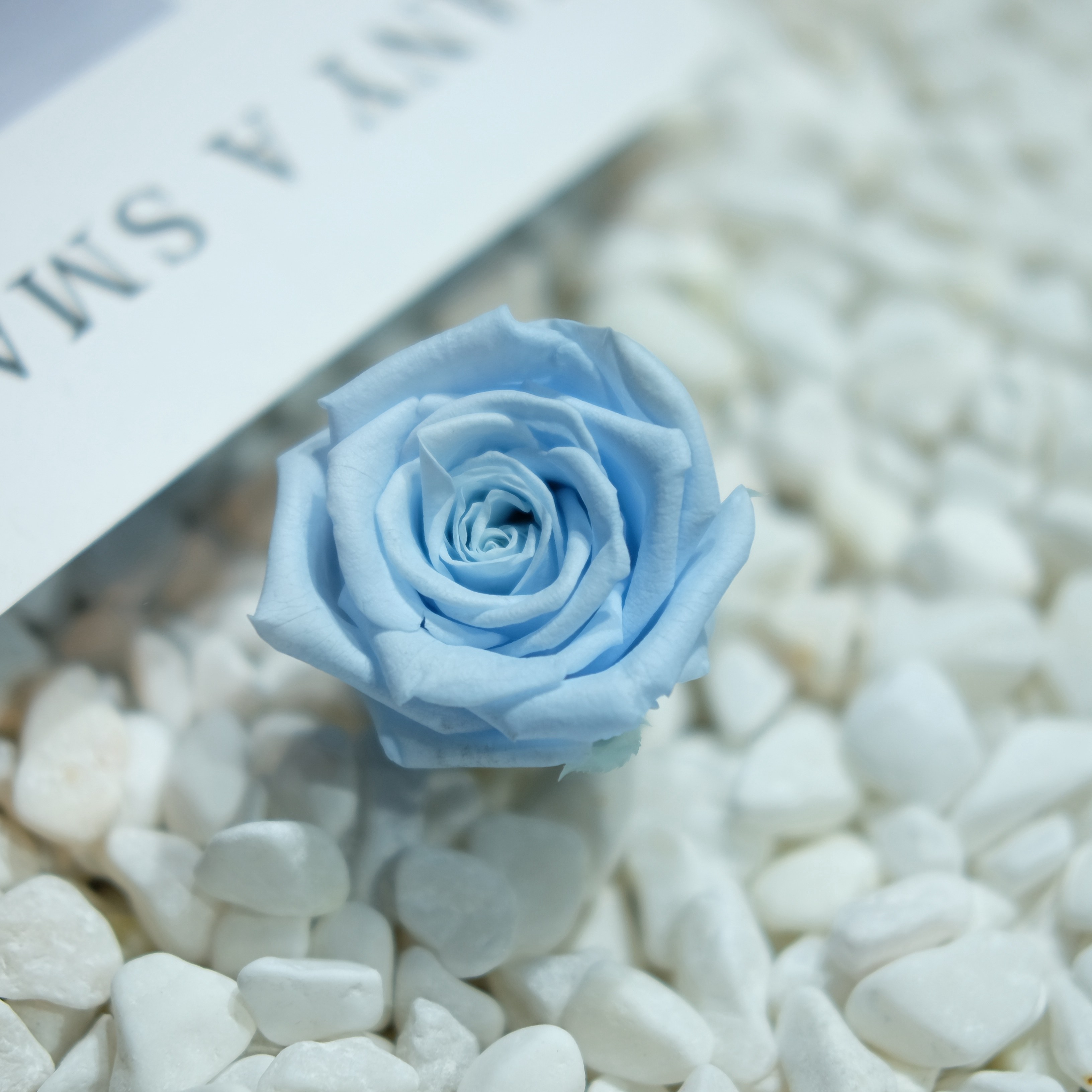 FreezeLove domestic Exit Class A 4-5cm Sky blue Eternal life rose Petal Thick DIY BLU-C03in the Flower delivery/Flowers simulation/Plants gardening , Spend eternity/Dried flowers , Spend eternity  category - from Buy2taobao.com to provide professional Taobao agent buy service