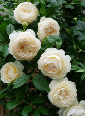 克莱尔奥斯汀月季花苗盆栽藤本爬藤白色蔷薇浓香阳台庭院花卉植物