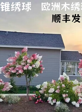 圆锥绣球香草草莓石灰灯树苗欧洲木绣球花卉耐寒耐热庭院绿植盆栽