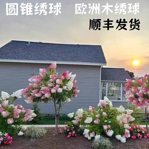 绣球香草圆锥木精品棒棒糖中华木