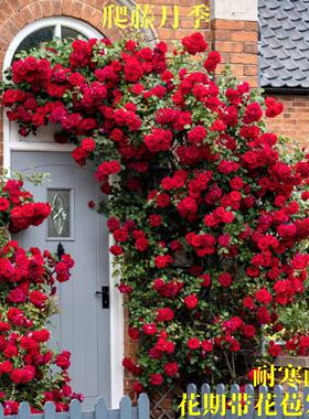 蔷薇花苗藤本月季墙微花树庭院爬藤植物花卉盆栽阳台玫瑰多季开花