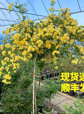 黄木香树白木香棒棒糖树状花苗爬藤植物庭院花浓香木香花盆栽重瓣