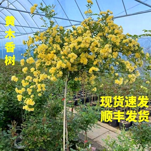 黄木香树白木香棒棒糖树状花苗爬藤植物庭院花浓香木香花盆栽重瓣