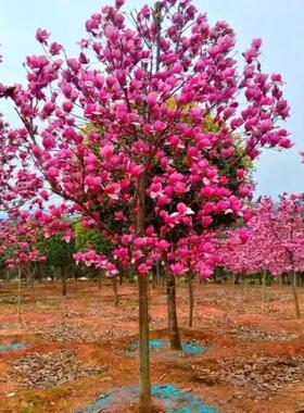 玉兰花树苗矮化盆栽大树苗庭院耐寒带花苞牡丹广玉兰多季好养植物
