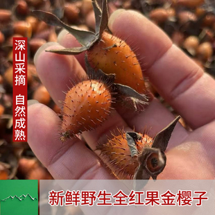 深山采摘泡酒新鲜自然熟全红果野生金樱子鲜果中药材糖罐子刺梨果
